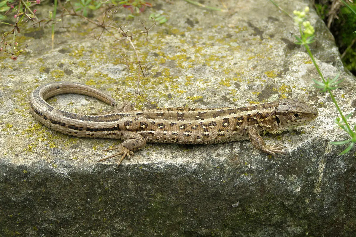 Sand lizard