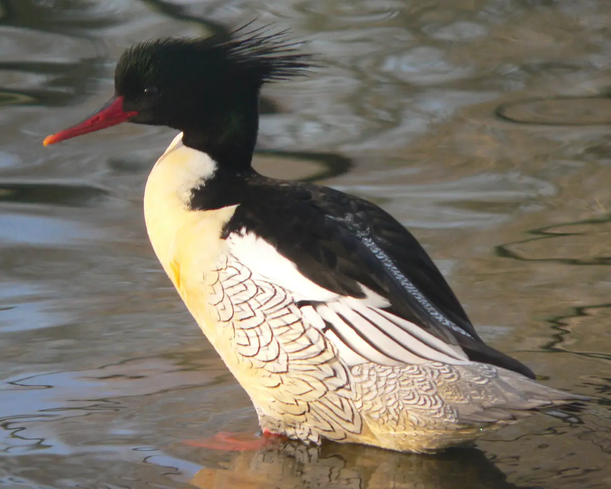 Scaly-sided Merganser