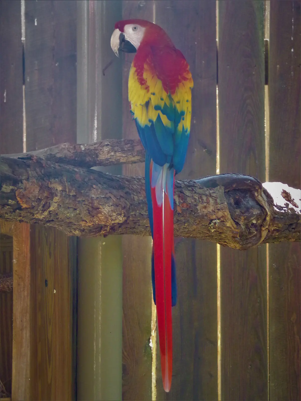 A scarlet macaw perched on a branch