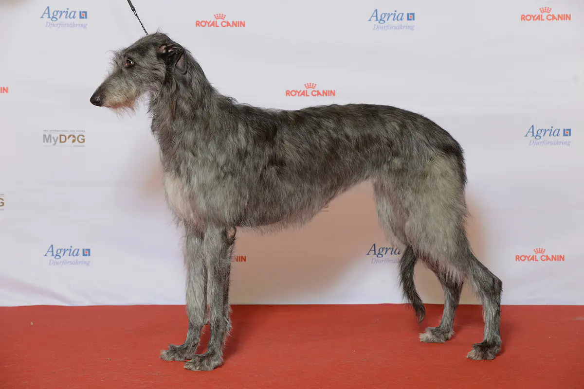 Scottish Deerhound