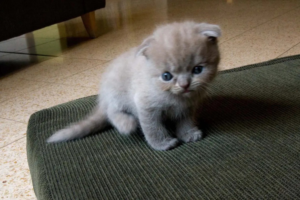 Scottish Fold