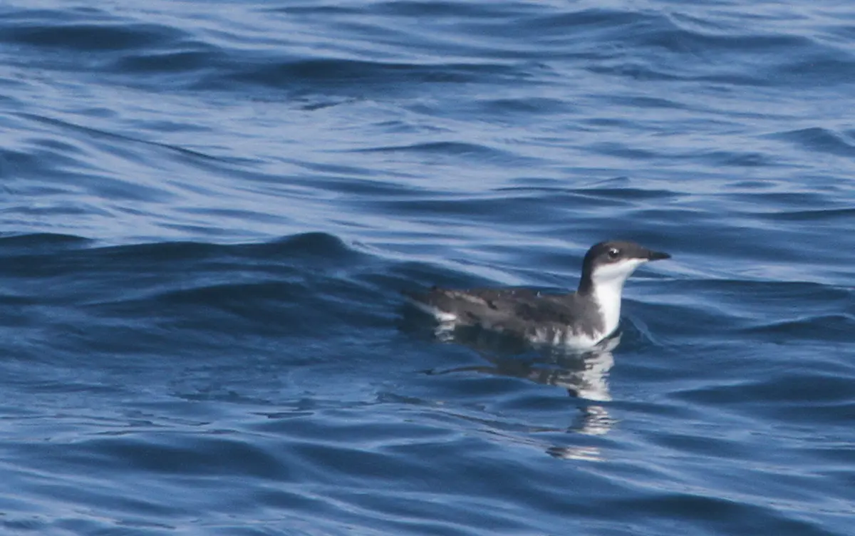 Scripps's Murrelet