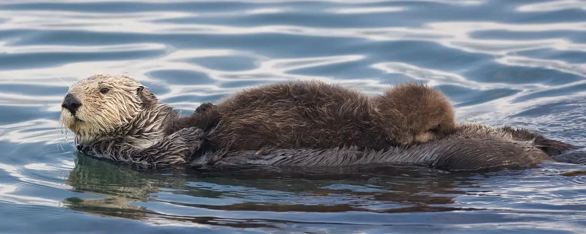 sea otter