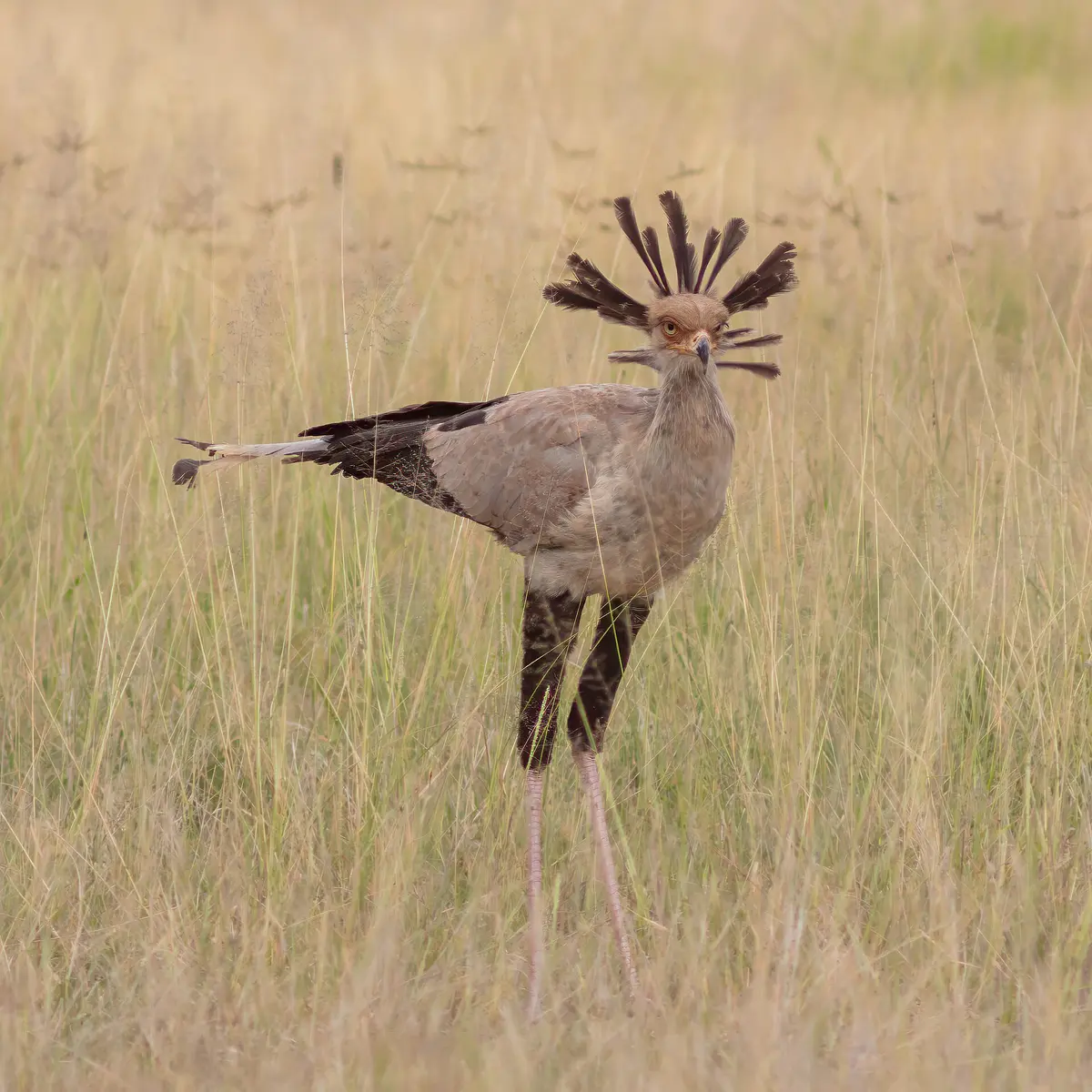 Secretarybird