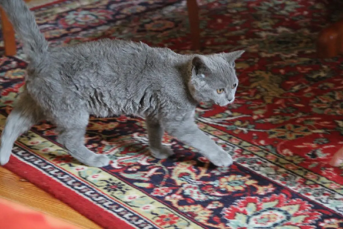 Selkirk Rex