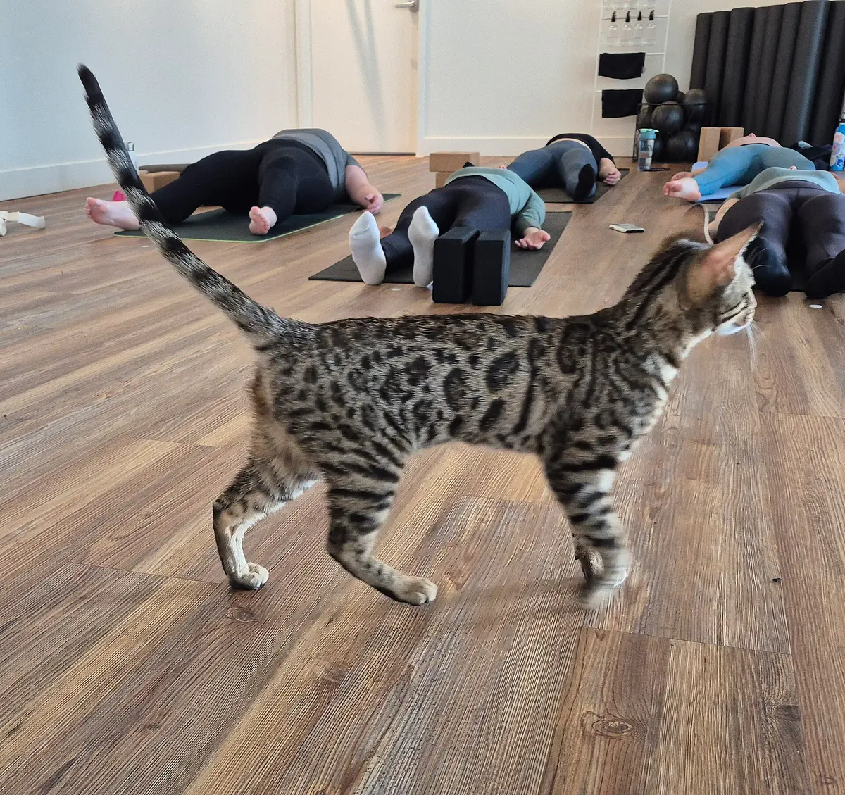 Serengeti cat