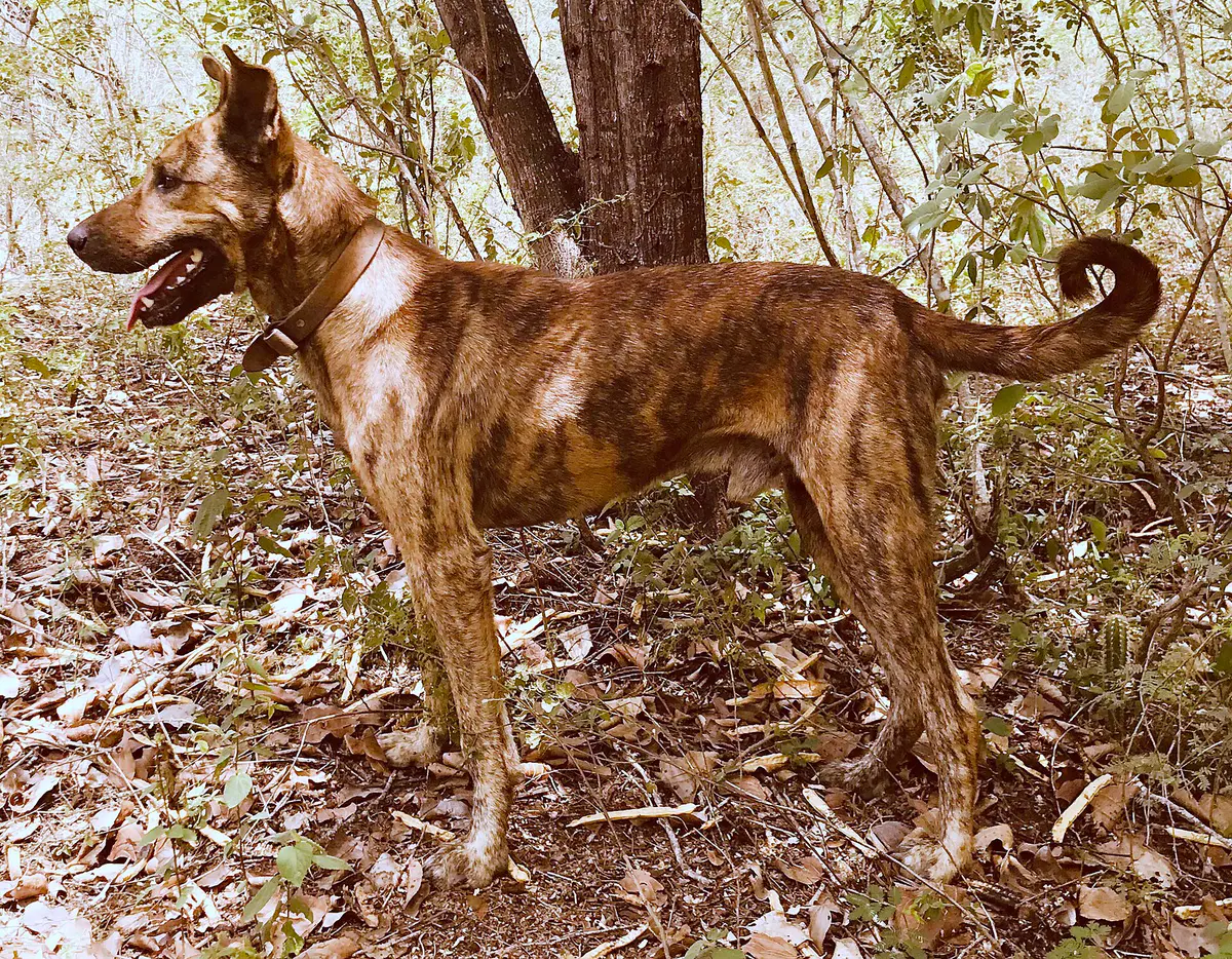 Sertanejo Dog