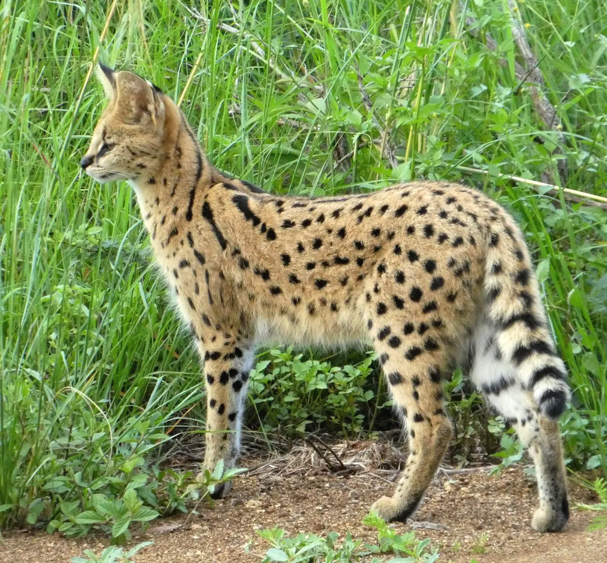 serval