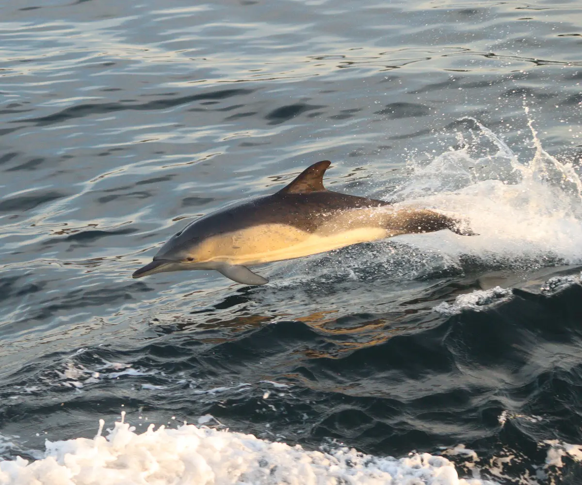 Short-beaked Common Dolphin