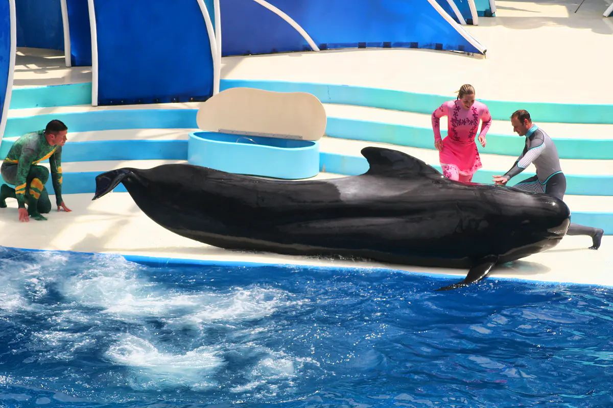short-finned pilot whale