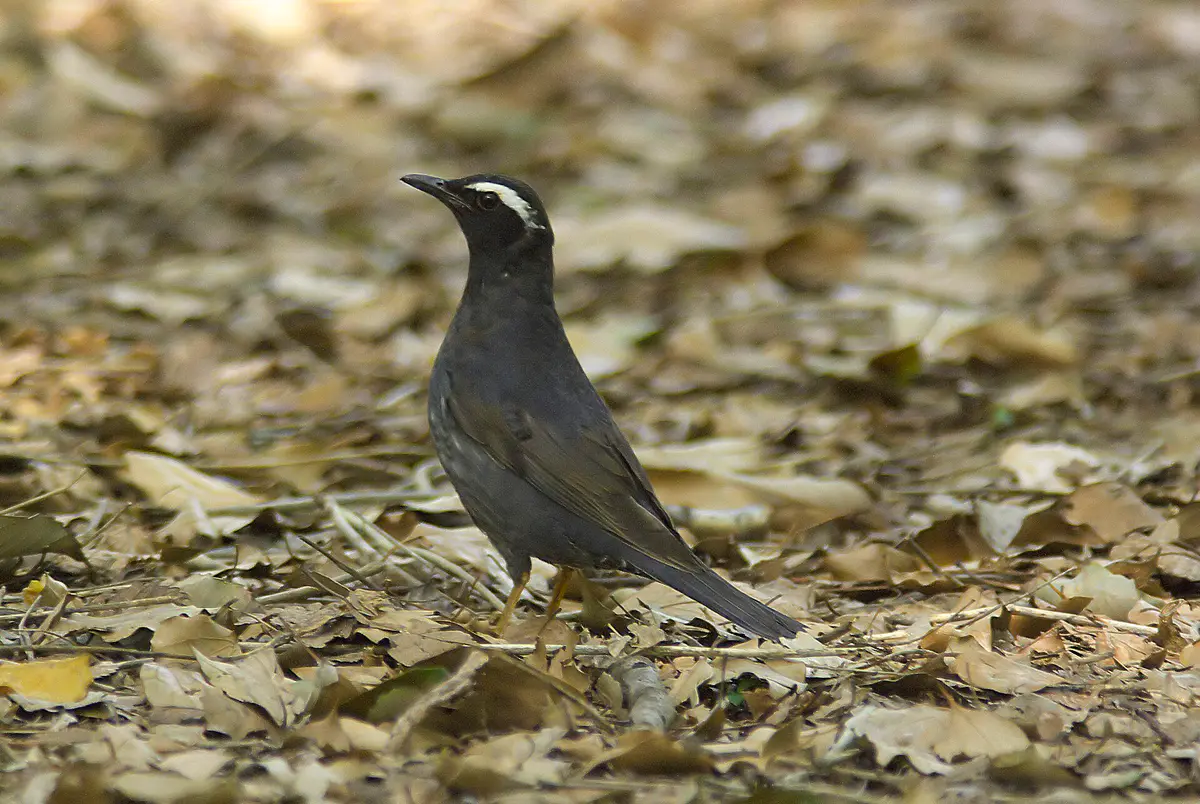 Siberian Thrush