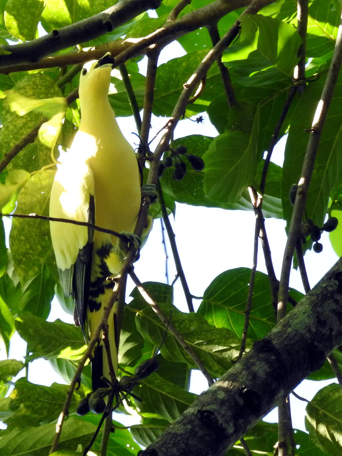 Silver-tipped Imperial Pigeon