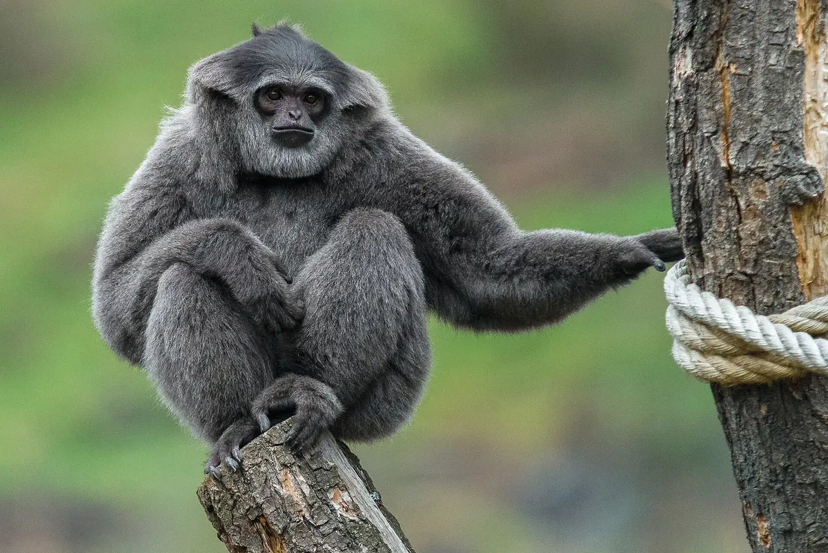 silvery gibbon