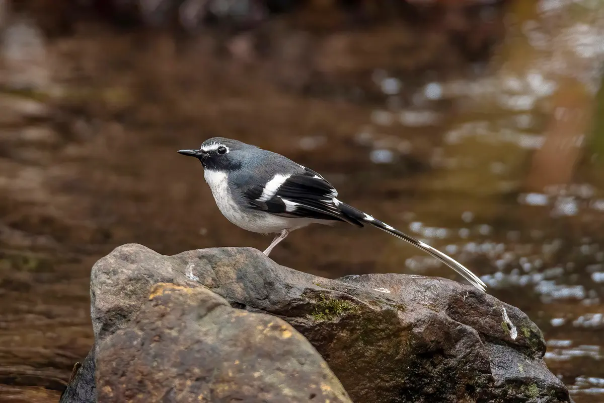 Slaty-backed Forktail