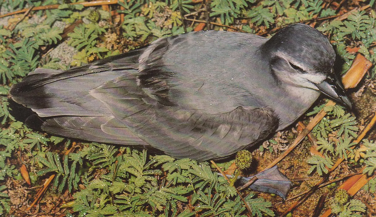Slender-billed Prion