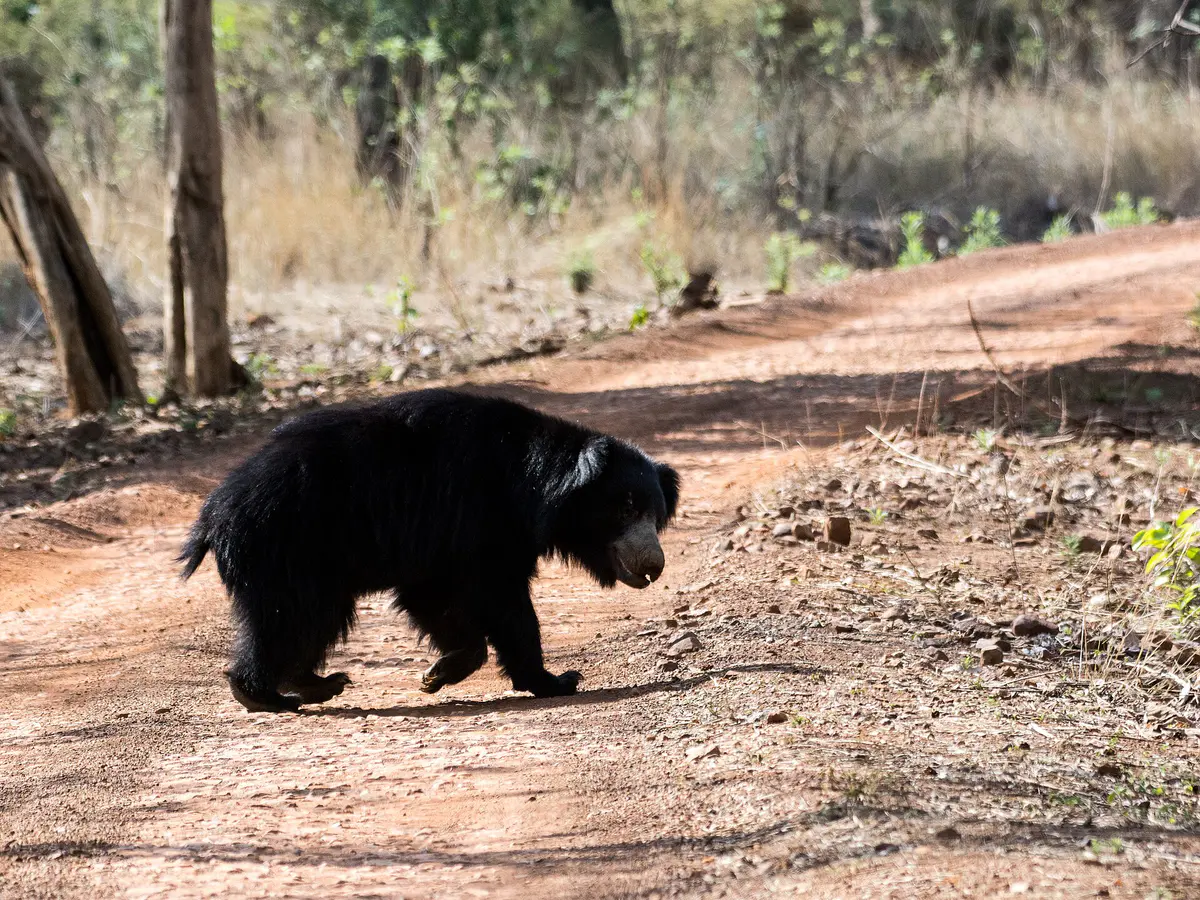 sloth bear
