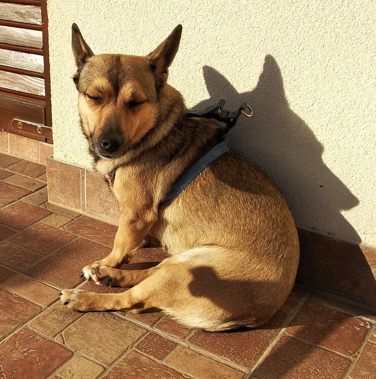 Small Međimurje Dog