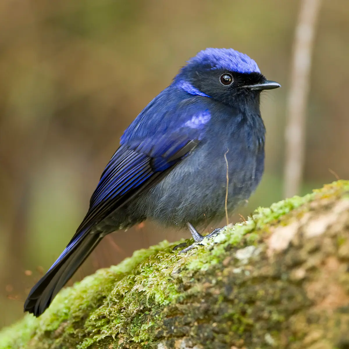Small Niltava