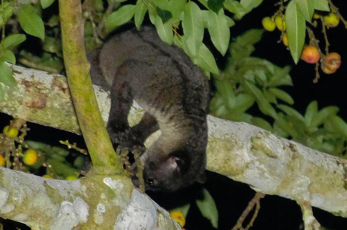 small-toothed palm civet