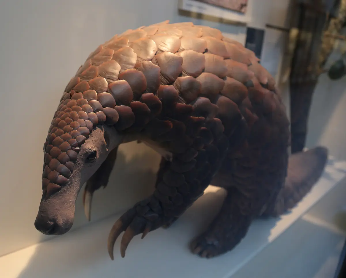 Smutsia gigantea