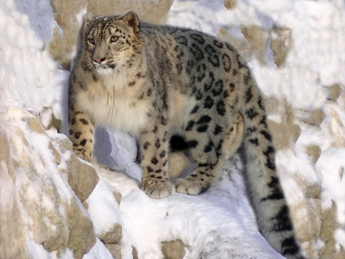 A snow leopard resting among pale rocks