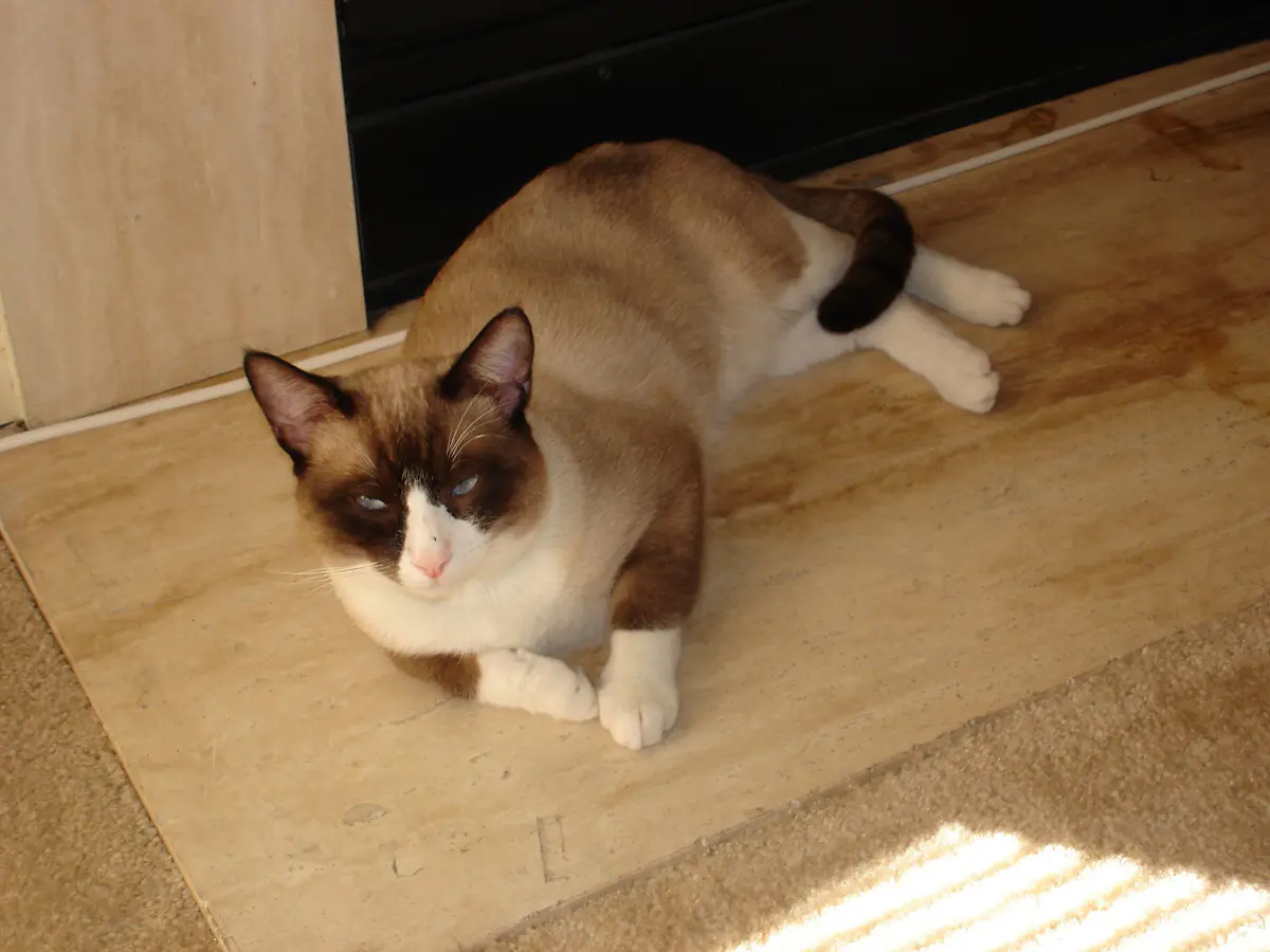 snowshoe