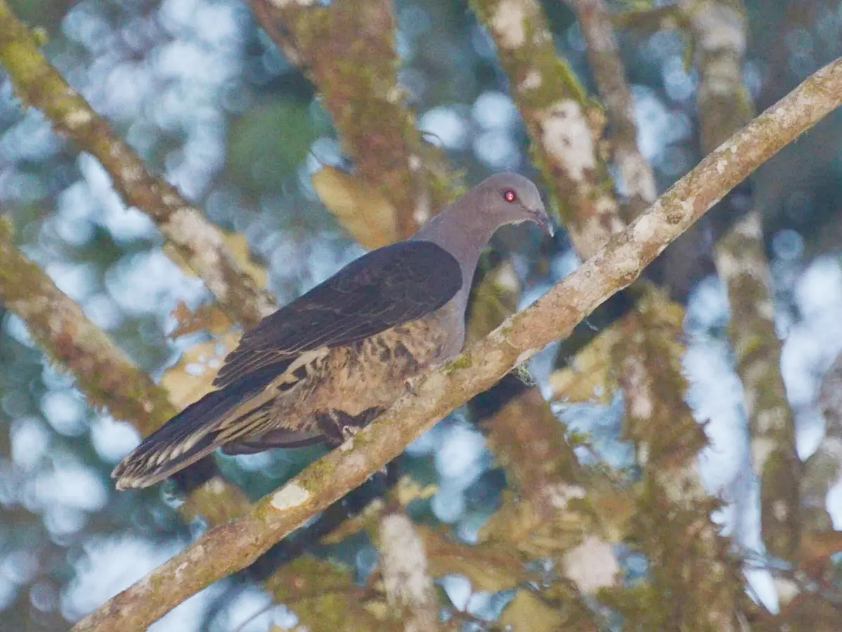 Sombre Pigeon