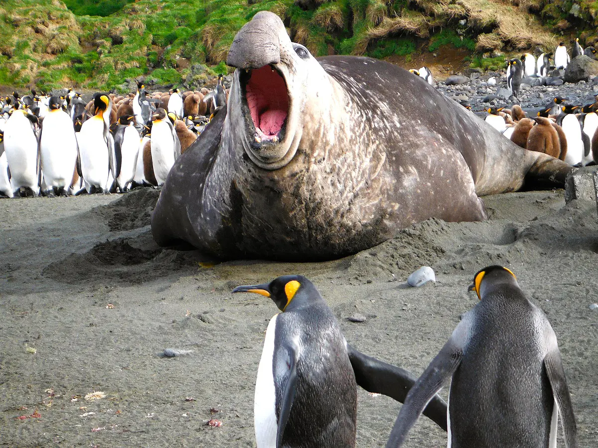 southern elephant seal