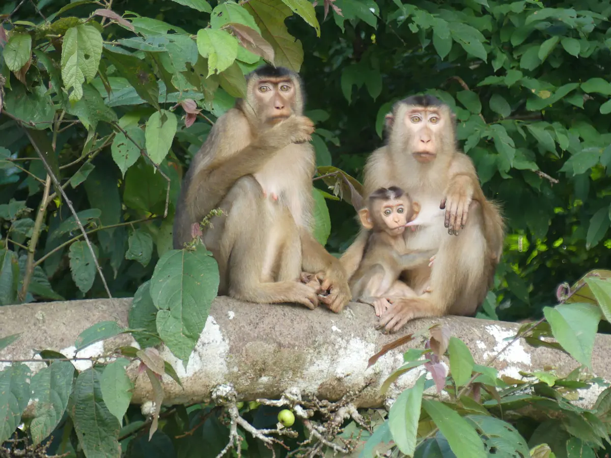 southern pig-tailed macaque