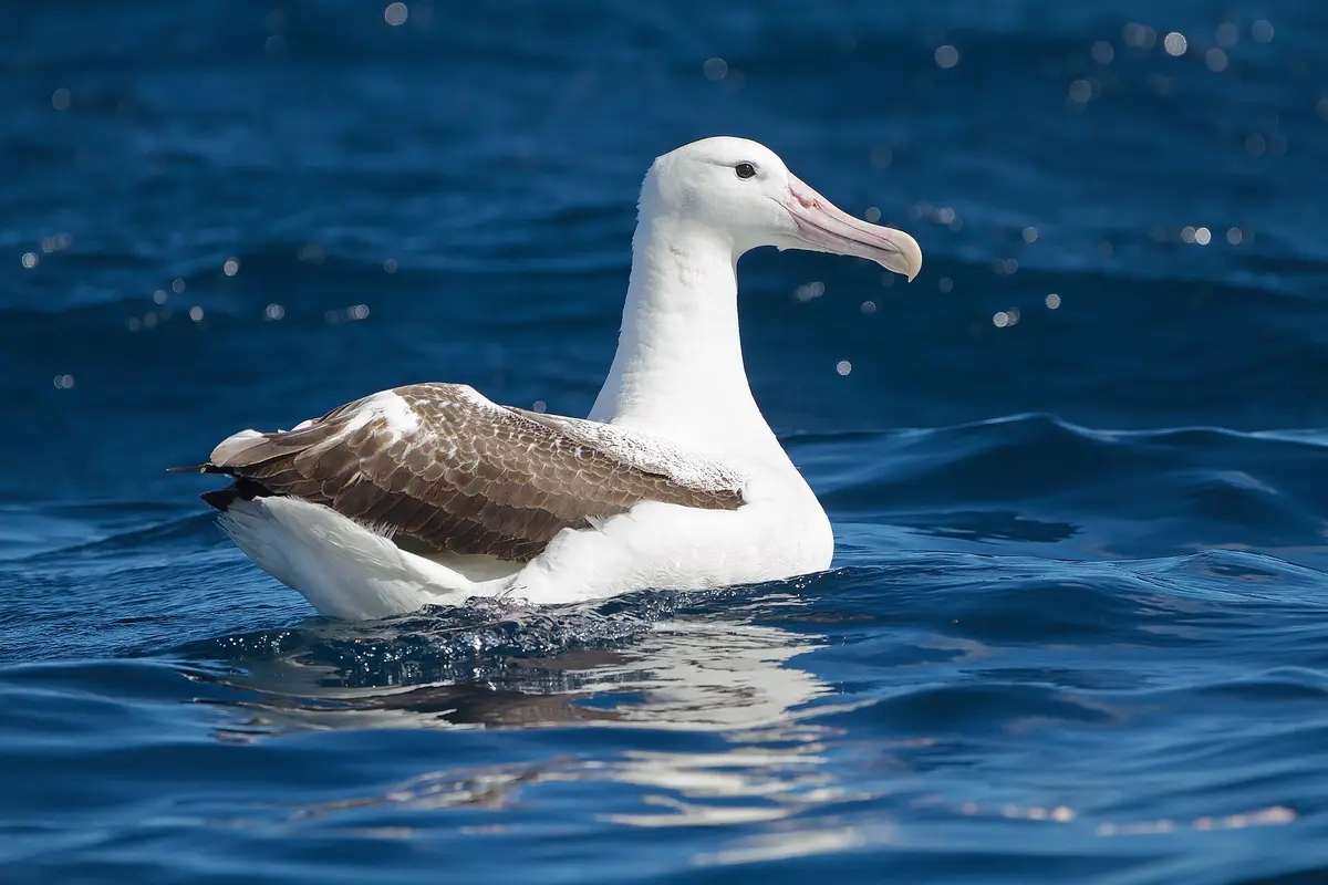 Southern Royal Albatross