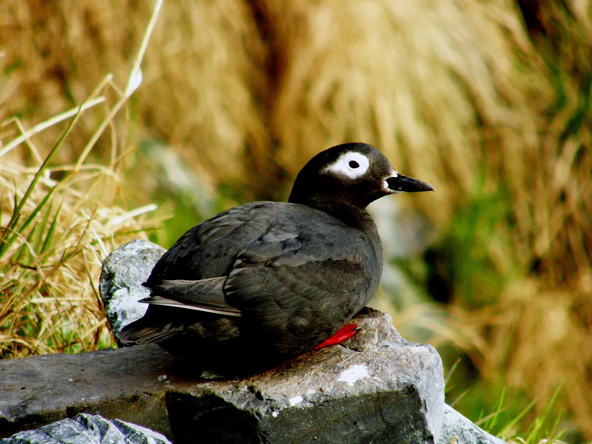 Spectacled Guillemot
