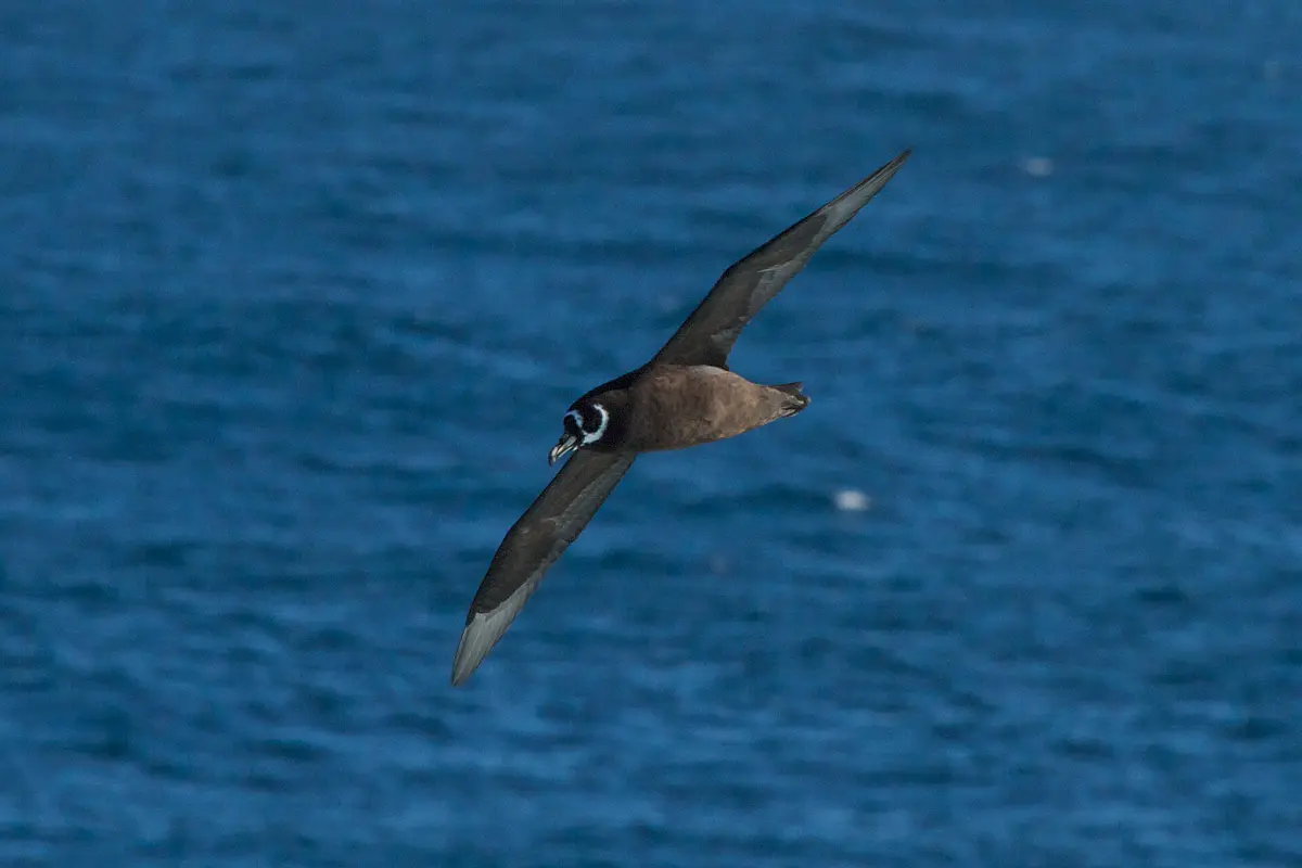 Spectacled Petrel