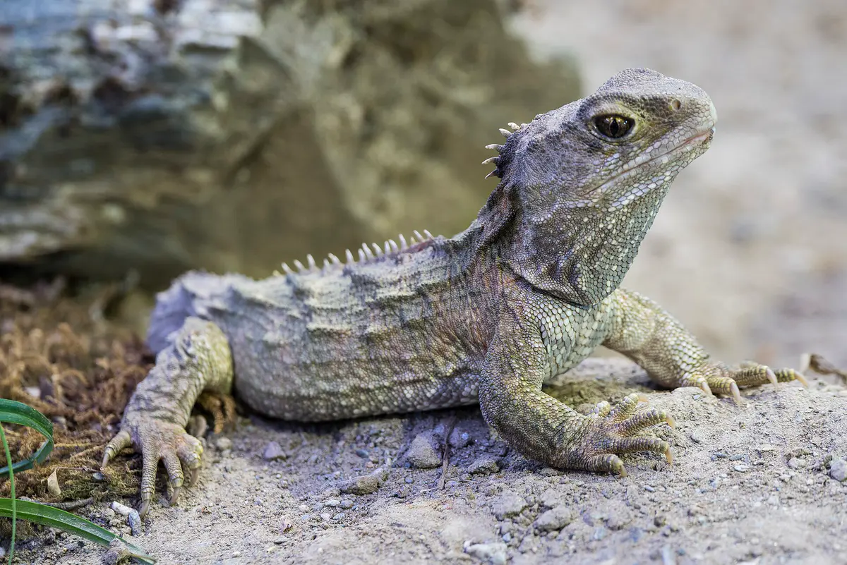 Sphenodon punctatus