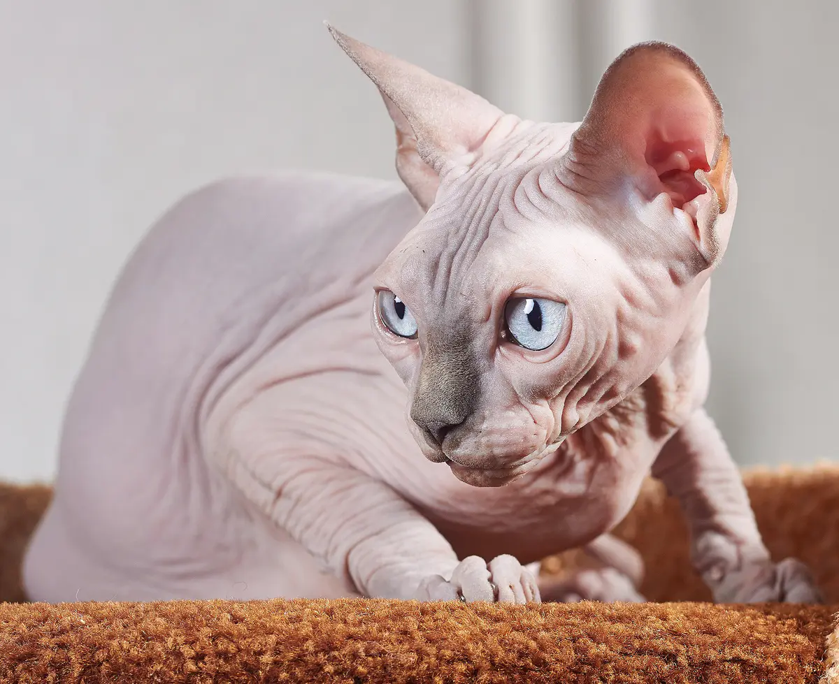 Sphynx