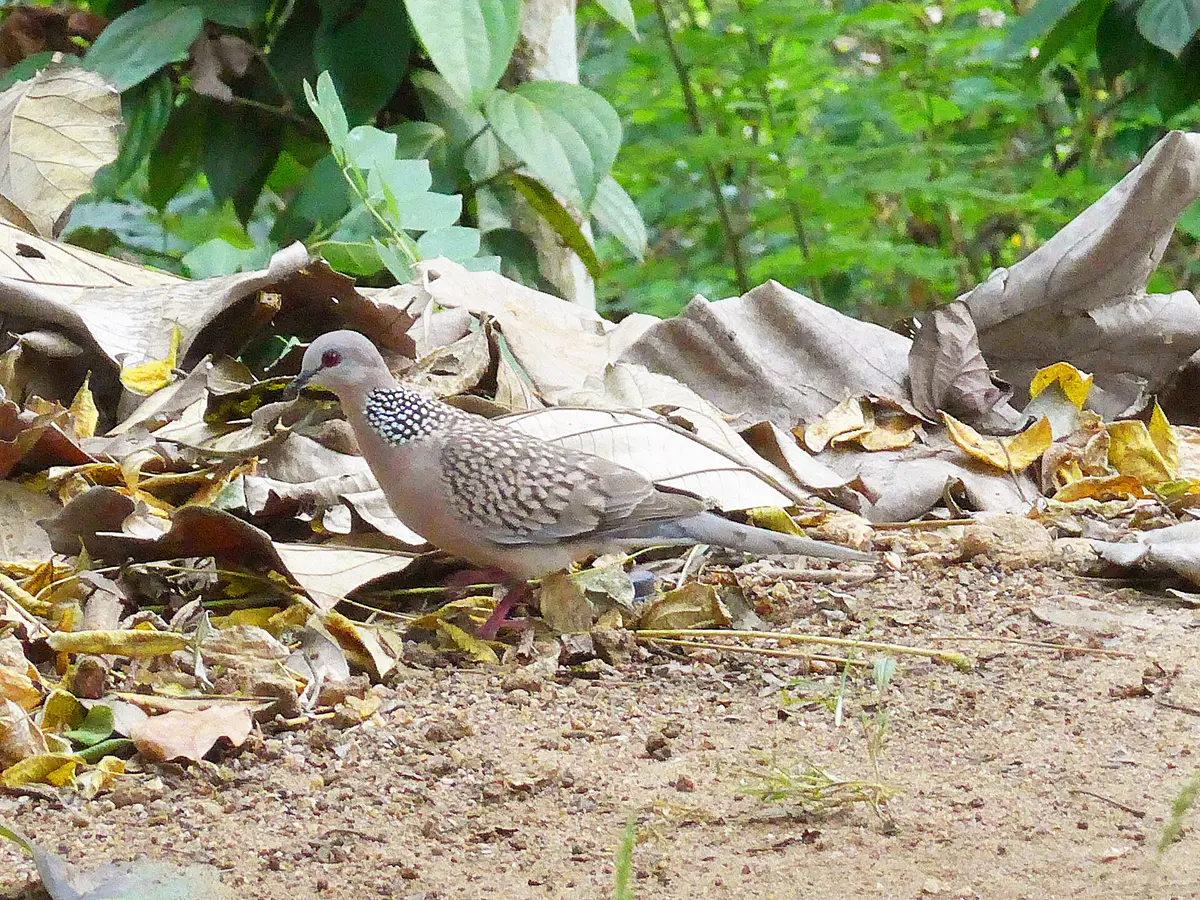 Spotted Dove