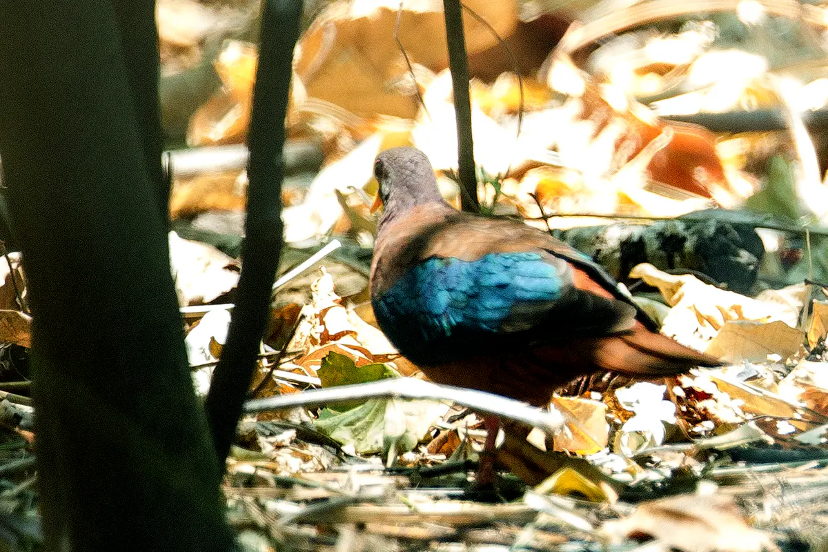 Stephan's Emerald Dove