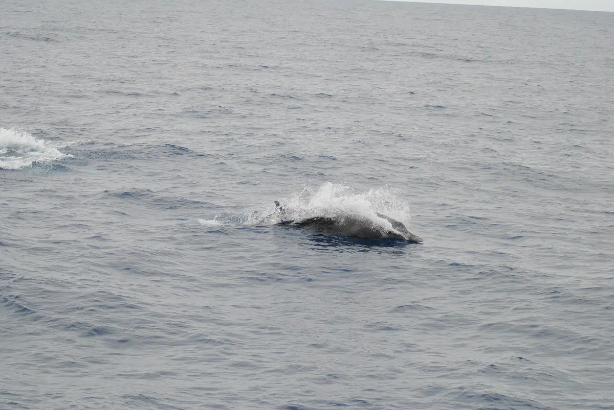 strap-toothed whale