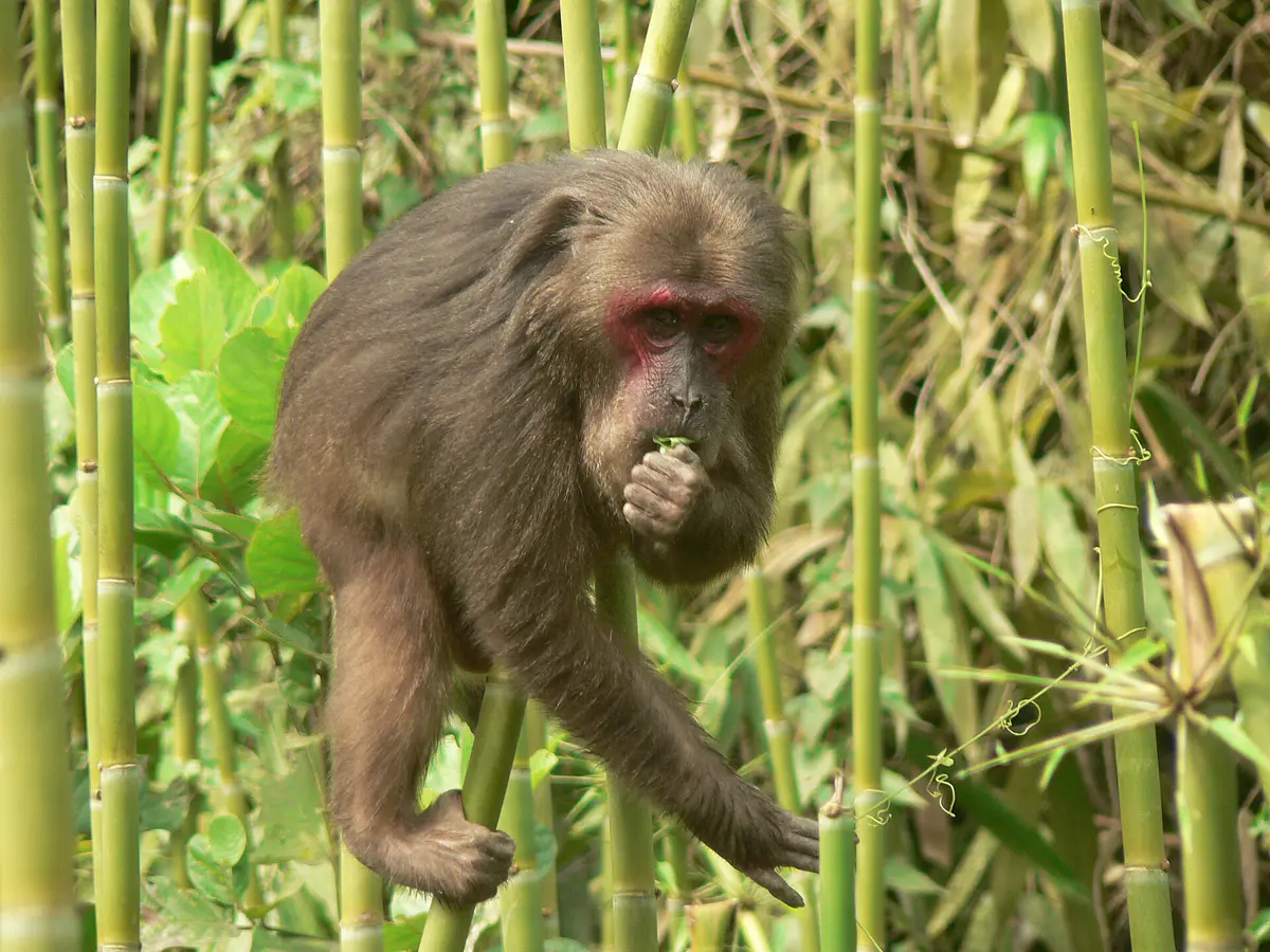 stump-tailed macaque