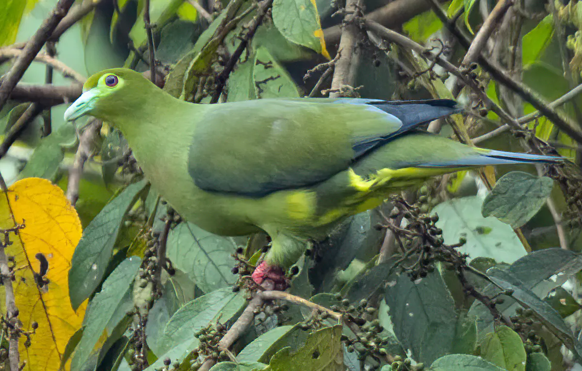 Sumatran Green Pigeon