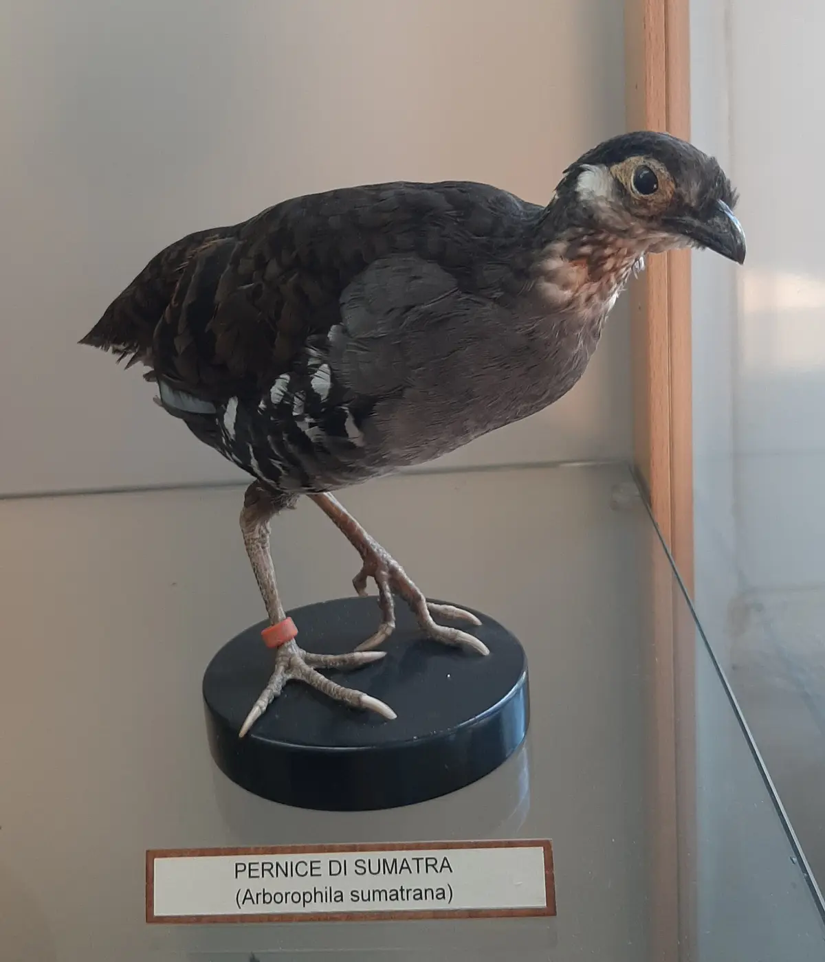 Sumatran Partridge