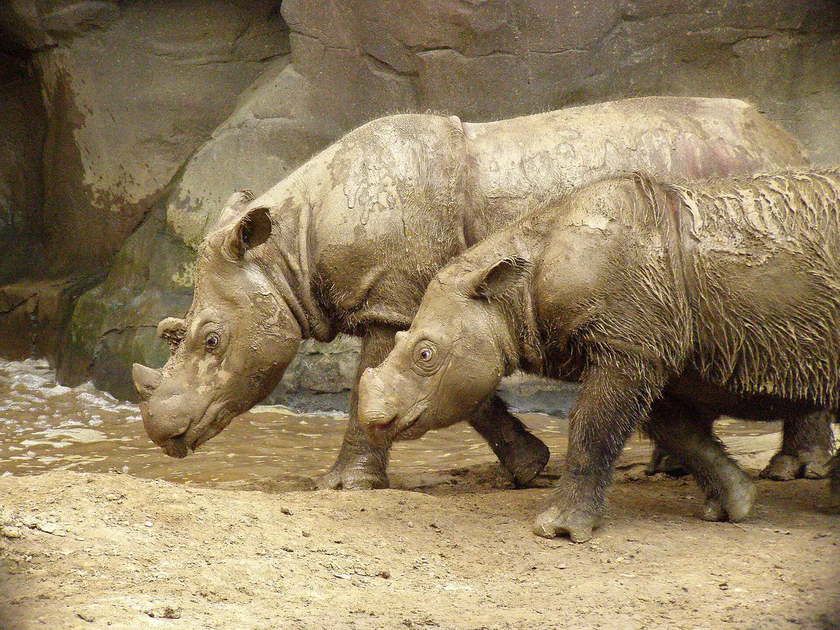 Sumatran rhinoceros