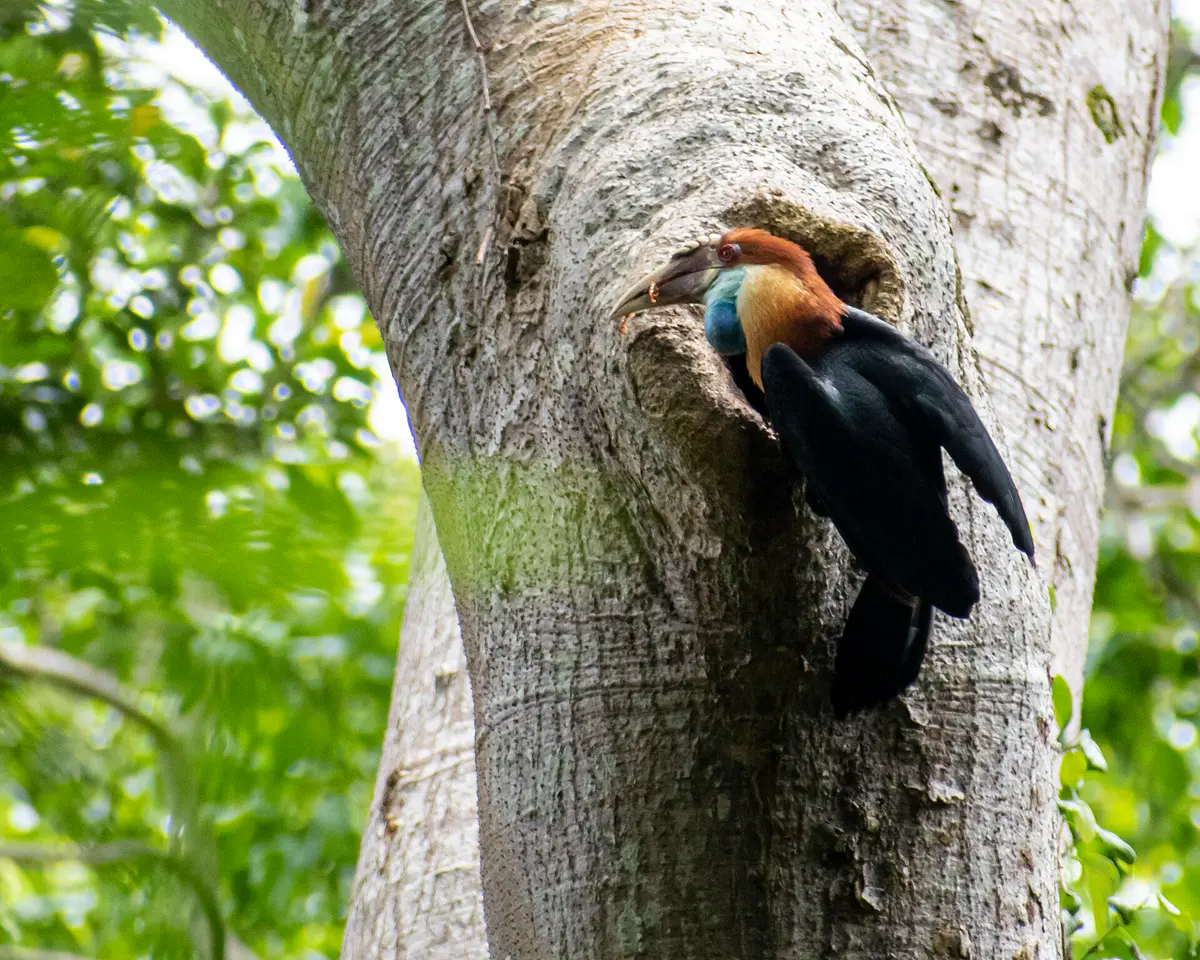 Sumba Hornbill
