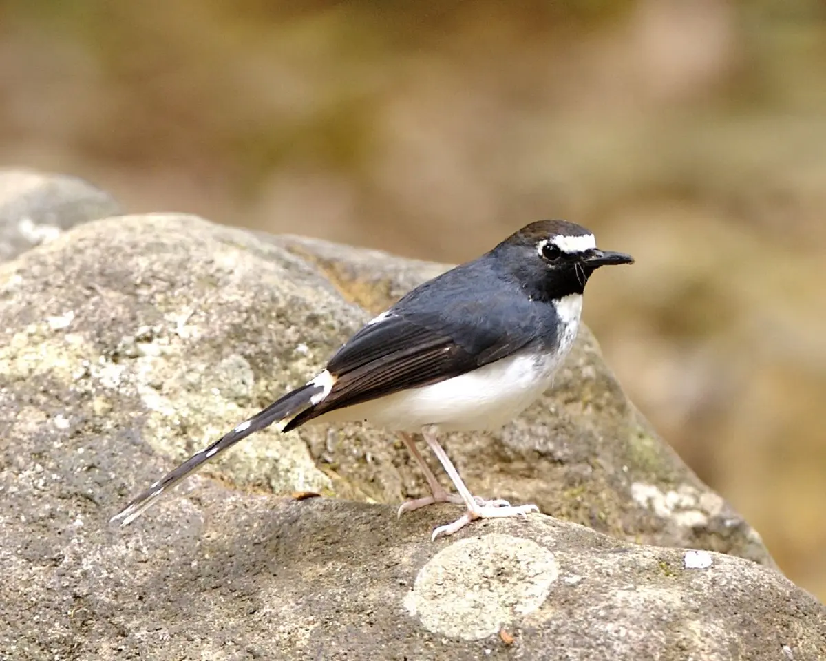 Sunda Forktail