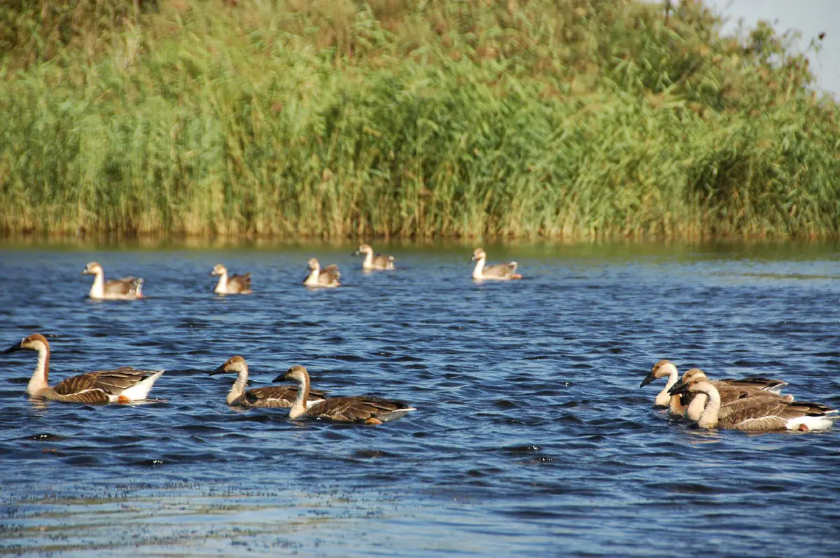 Swan Goose