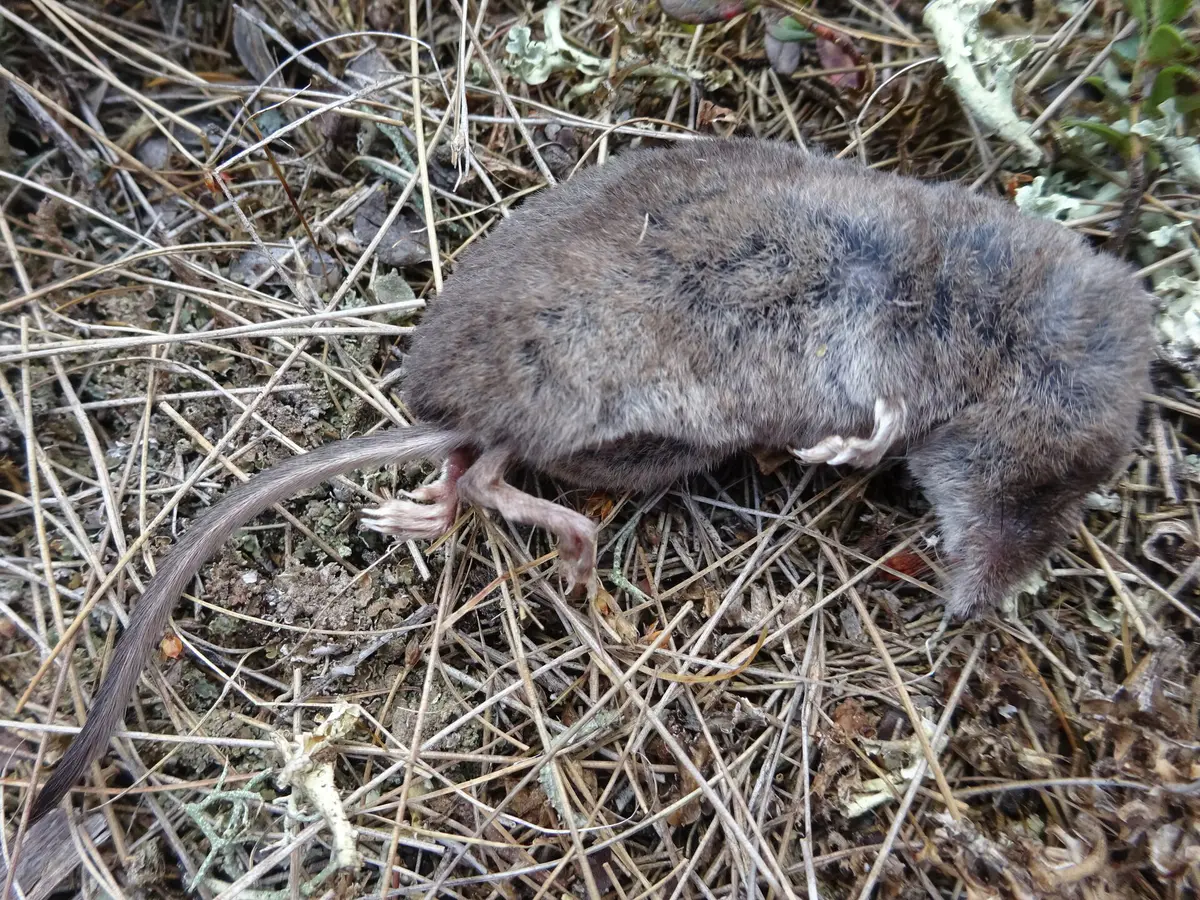 Taiga Shrew
