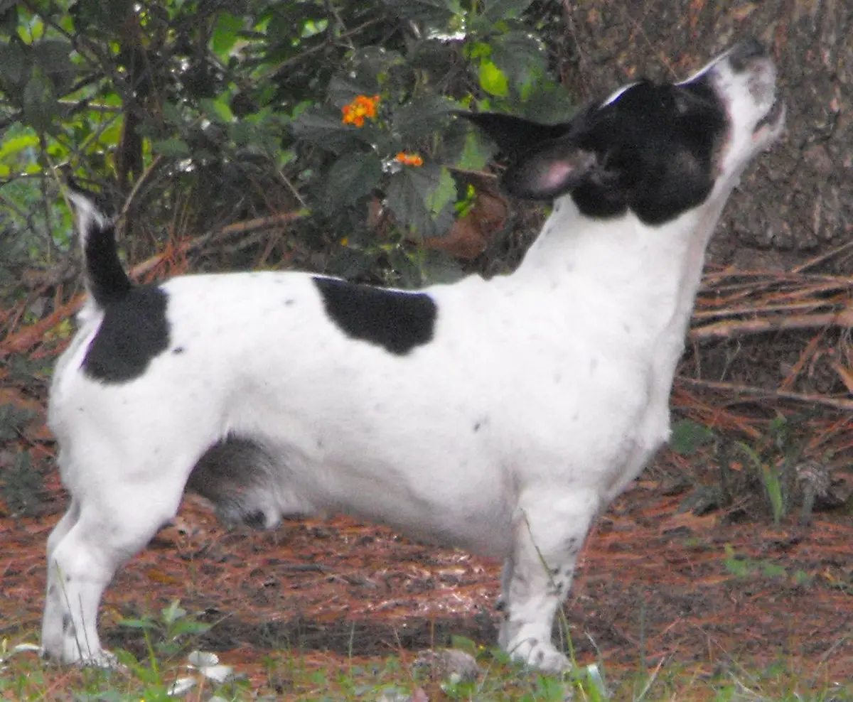 Teddy Roosevelt Terrier