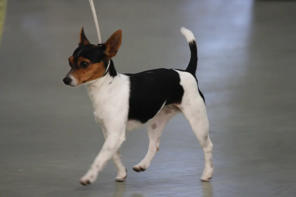 Tenterfield Terrier