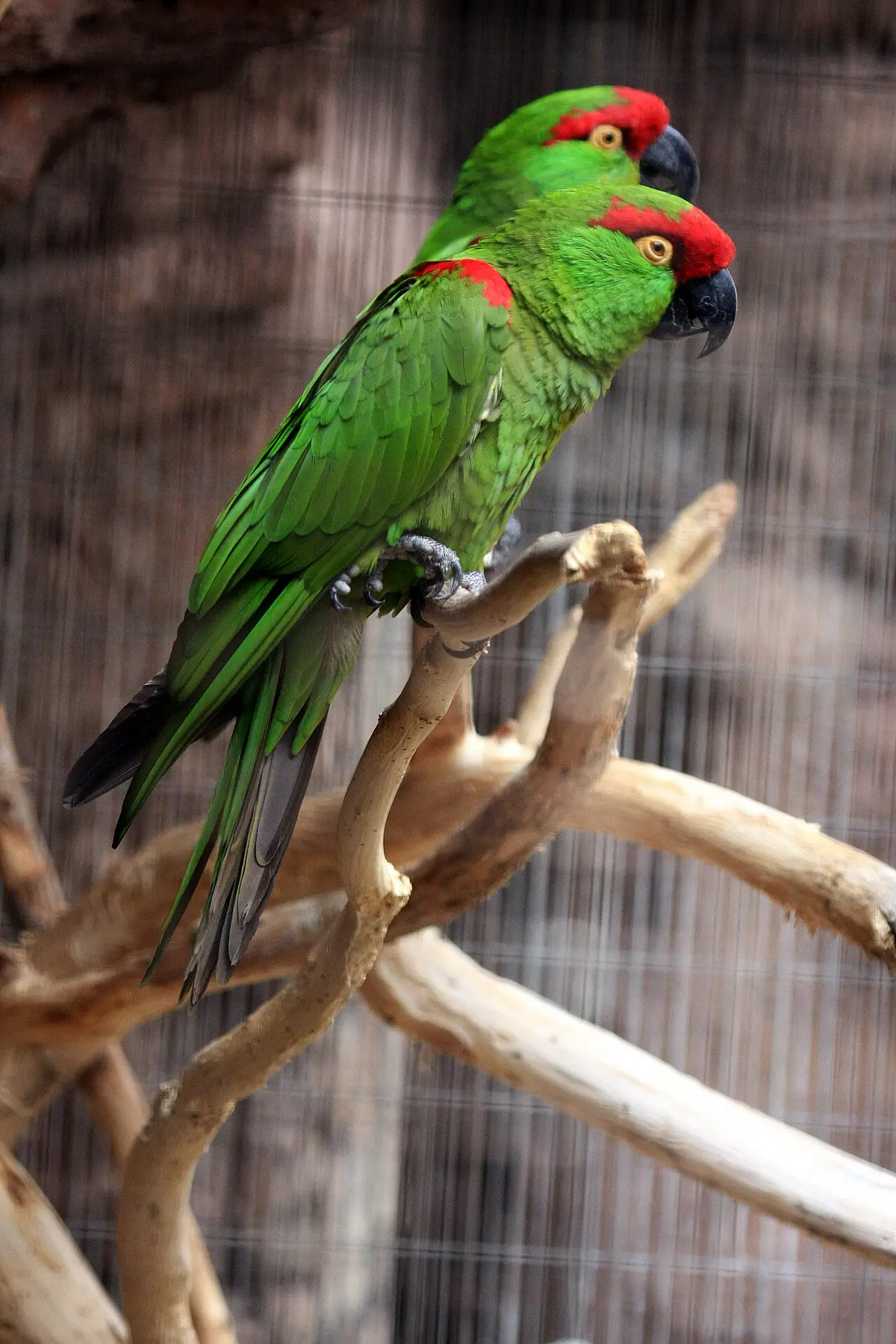 Thick-billed Parrot