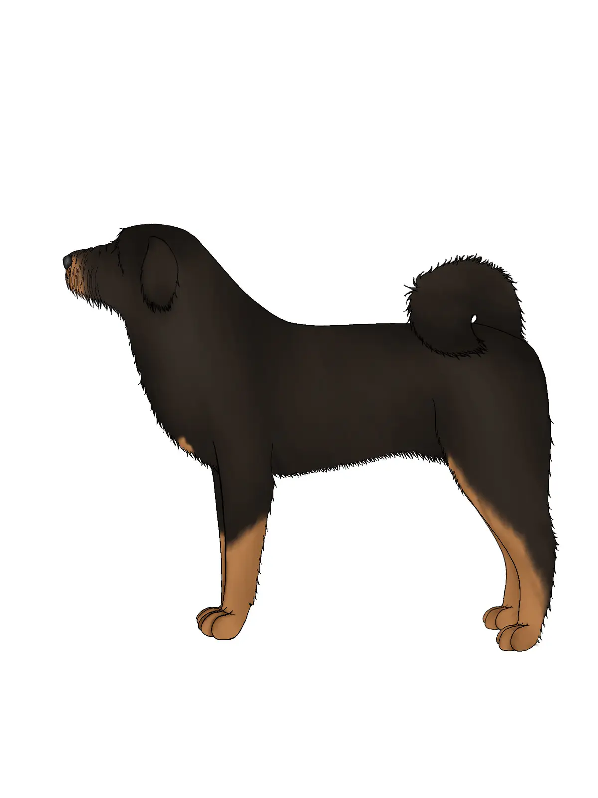 Tibetan kyi apso