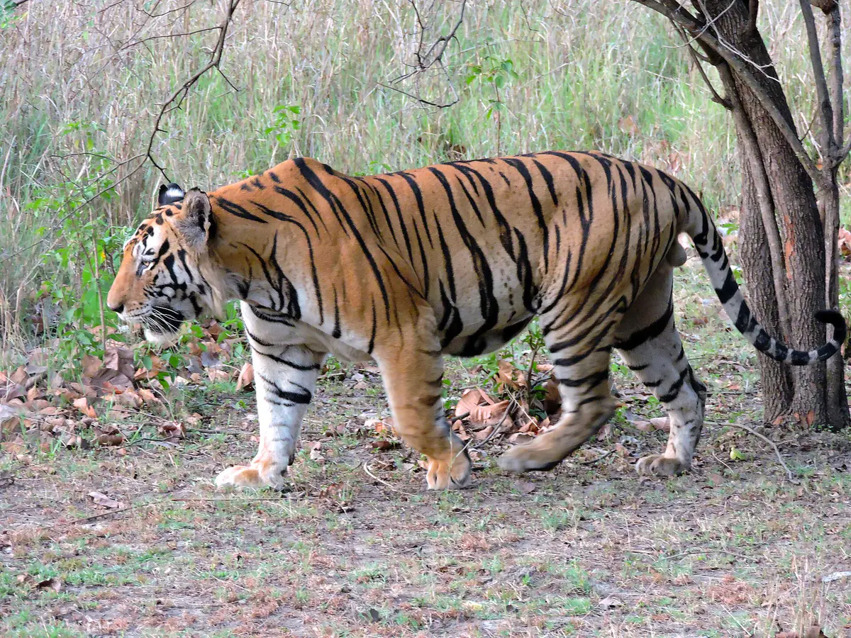 An adult male Bengal tiger walking through a forest